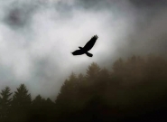 100_0000000000000000-halcon.jpg