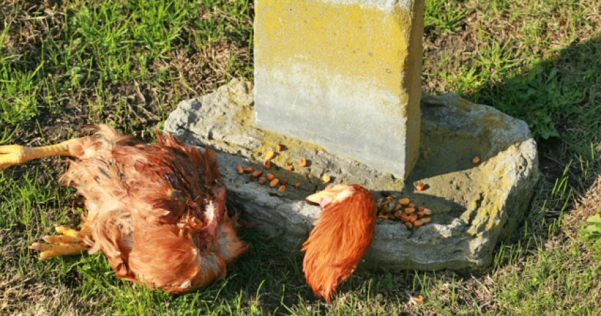 43_gallina-sacrificio.jpg